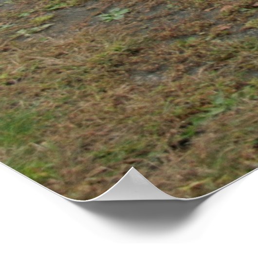 1968 Dodge-lader Poster (Hoek)