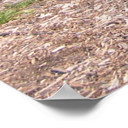 1970 Oldsmobile Cutlass Sport Poster (Hoek)