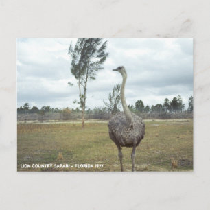  1977 Ostrich Safari Briefkaart