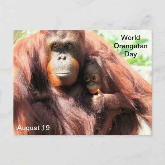 19 augustus - Wereld Orangutan Dag Briefkaart (Voorkant)