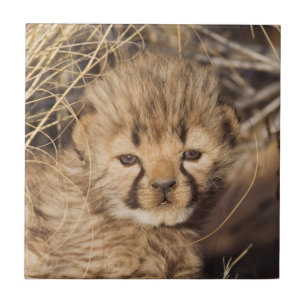 19 dagen oude mannelijke welp. Namibië Tegeltje