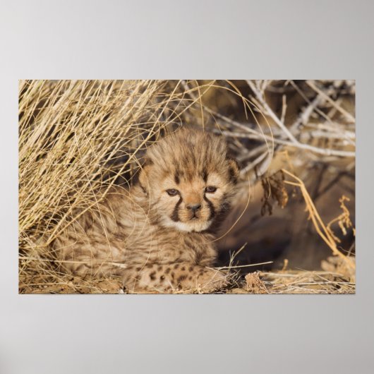 19 days old male cub. Namibia Poster (Voorkant)