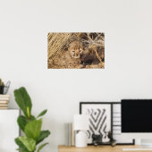 19 days old male cub. Namibia Poster (Thuiskantoor)