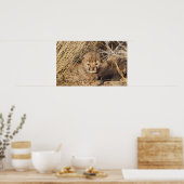 19 days old male cub. Namibia Poster (Keuken)