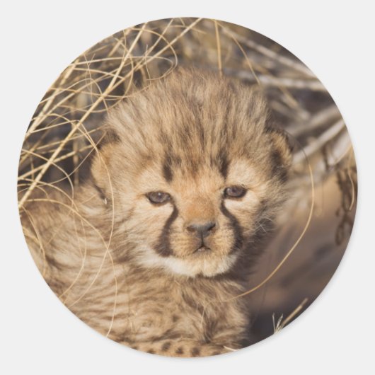 19 days old male cub. Namibia Ronde Sticker (Voorkant)