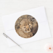 19 days old male cub. Namibia Ronde Sticker (Envelop)