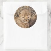 19 days old male cub. Namibia Ronde Sticker (Tas)