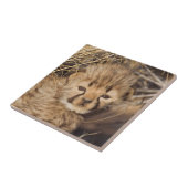 19 days old male cub. Namibia Tegeltje (Zijkant)