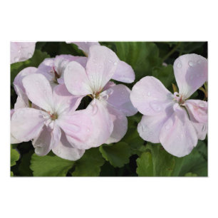 19-inch x13-inch geranium foto afdruk