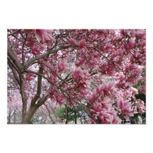 19-inch x13-inch grote roze Magnolia Foto Afdruk