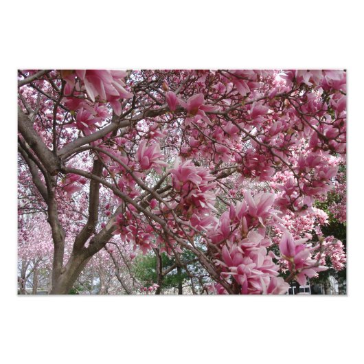 19-inch x13-inch grote roze Magnolia Foto Afdruk (Voorkant)