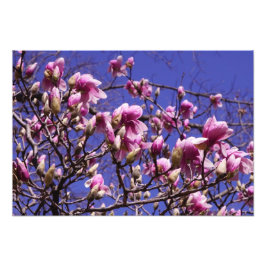 19-inch x13-inch roze magnolia foto afdruk