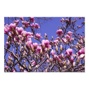 19-inch x13-inch roze magnolia foto afdruk