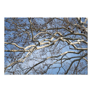 19-inch x13-inch Sycamore-bijkantoren Foto Afdruk