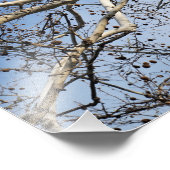 19-inch x13-inch Sycamore-bijkantoren Foto Afdruk (Hoek)