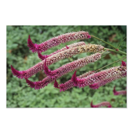 19"x13" Celosia Foto Afdruk (Voorkant)