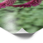 19"x13" Celosia Foto Afdruk (Hoek)