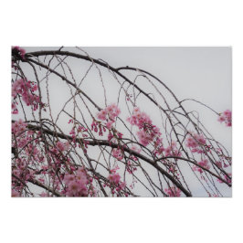 19"x13" Cherry Blossom Buds Foto Afdruk