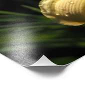 19"x13" Daglelie Foto Afdruk (Hoek)