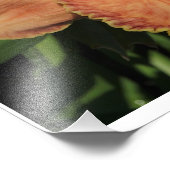19"x13" Daglelies Foto Afdruk (Hoek)