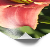 19"x13" Daglelies Foto Afdruk (Hoek)