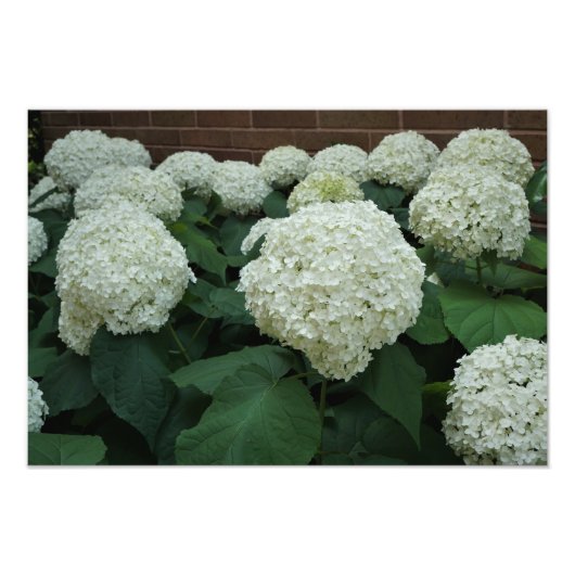19"x13" Gladde Hortensia Foto Afdruk (Voorkant)