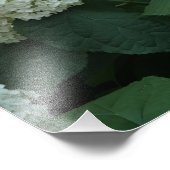 19"x13" Gladde Hortensia Foto Afdruk (Hoek)