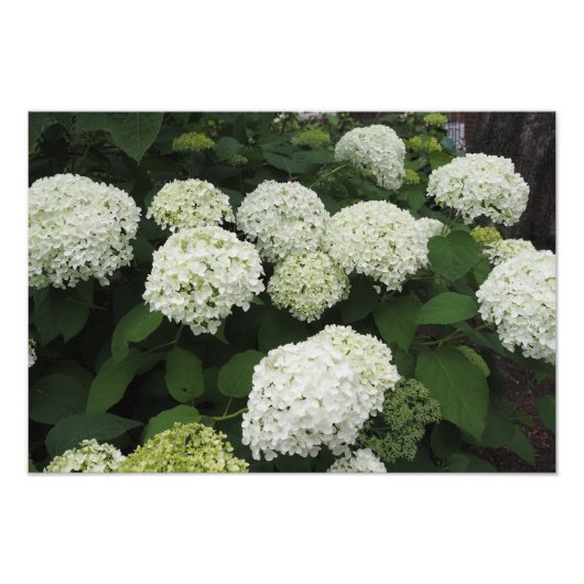 19"x13" Gladde Hortensia Foto Afdruk (Voorkant)