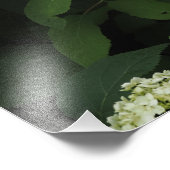 19"x13" Gladde Hortensia Foto Afdruk (Hoek)