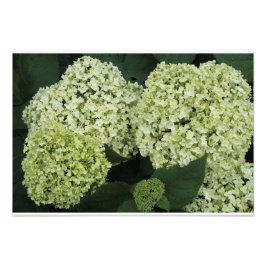 19"x13" Gladde Hortensia Foto Afdruk