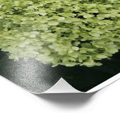 19"x13" Gladde Hortensia Foto Afdruk (Hoek)