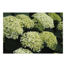 19"x13" Gladde Hortensia Foto Afdruk