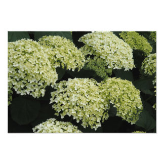 19"x13" Gladde Hortensia Foto Afdruk
