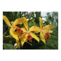 19"x13" Gouden Orchideeën