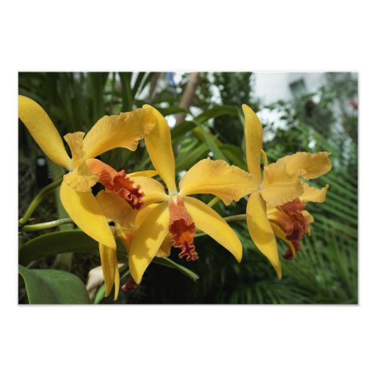 19"x13" Gouden Orchideeën Foto Afdruk (Voorkant)
