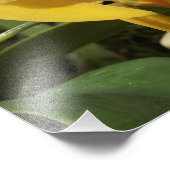 19"x13" Gouden Orchideeën Foto Afdruk (Hoek)