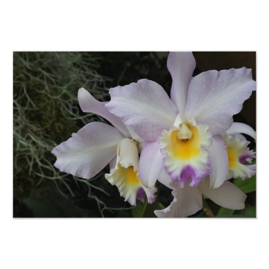 19"x13" Lavendel Orchidee Foto Afdruk (Voorkant)