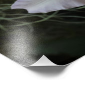19"x13" Lavendel Orchidee Foto Afdruk (Hoek)