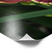 19"x13" Rode Daglelies Foto Afdruk (Hoek)