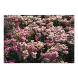 19"x13" Roze Duizendblad Foto Afdruk