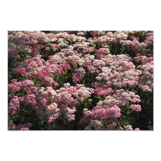 19"x13" Roze Duizendblad Foto Afdruk (Voorkant)