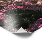 19"x13" Roze Duizendblad Foto Afdruk (Hoek)