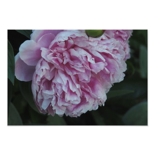 19"x13" Roze Pioen Foto Afdruk (Voorkant)