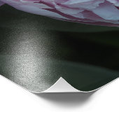 19"x13" Roze Pioen Foto Afdruk (Hoek)
