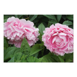 19 "x13" Roze pioenen Foto Afdruk