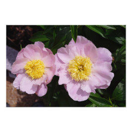 19"x13" Roze Pioenrozen Foto Afdruk