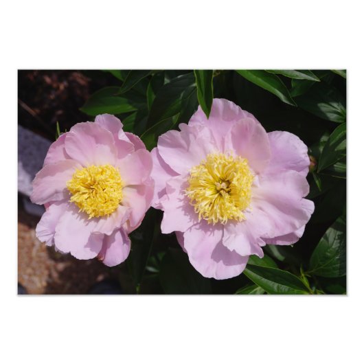 19"x13" Roze Pioenrozen Foto Afdruk (Voorkant)