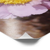 19"x13" Roze Pioenrozen Foto Afdruk (Hoek)