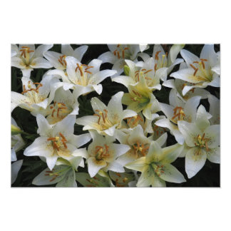 19"x13" Witte Lelies Foto Afdruk