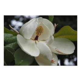 19"x13" Zuidelijke Magnolia Foto Afdruk